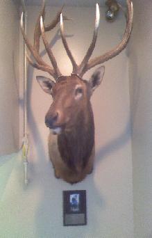 Elk head donated to the lodge by Bill "Chief" Tubman and Dickie Tinkham.